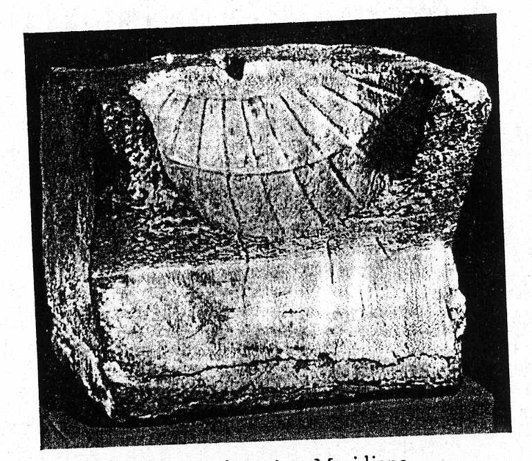 FIG_4_img259_EMICYCLIUM_SUCCISUM